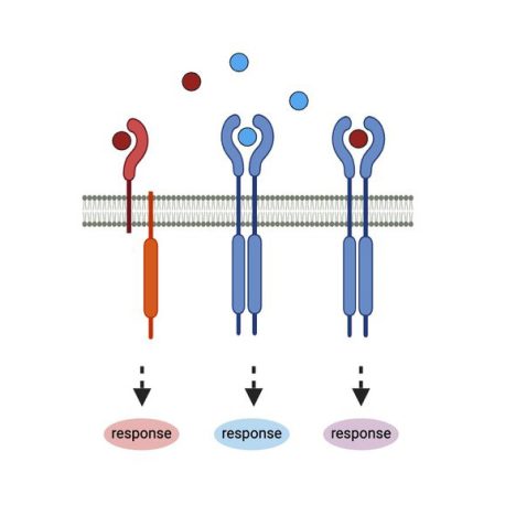 Research | Mueller Lab - Salk Institute for Biological Studies